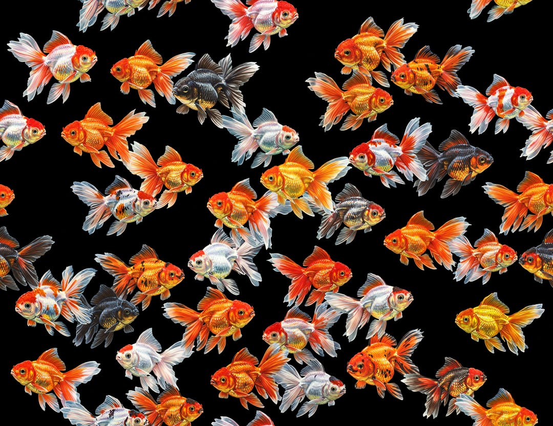 Goldfish Parade